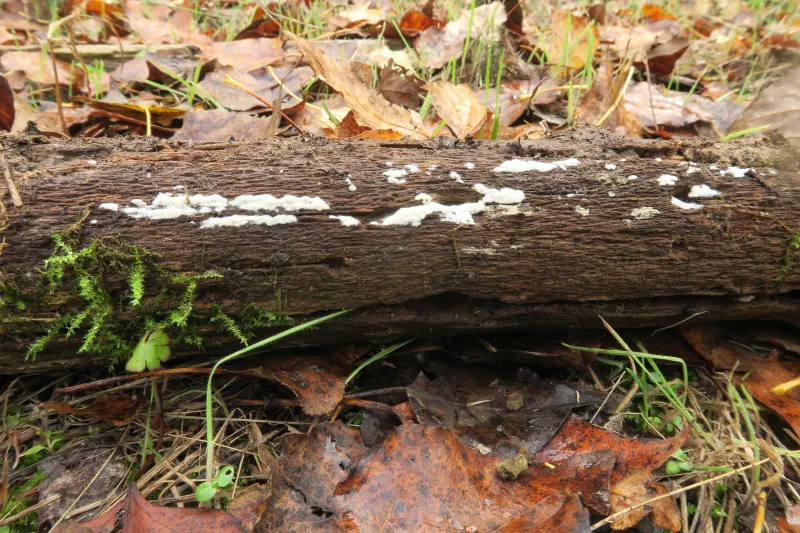 Ceriporia camaresiana 1 - IMG_2672